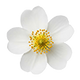 SIDENE PILOSA