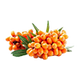 SEA BUCKTHORN