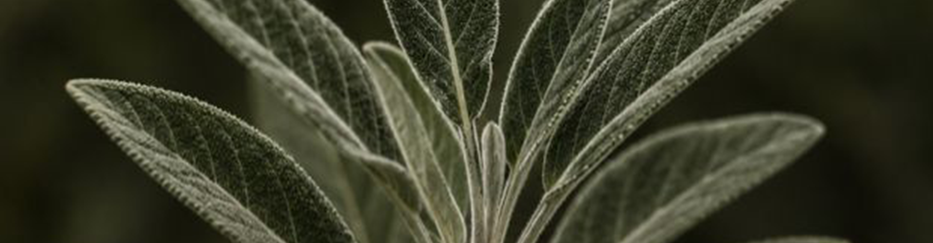slider image slider_item_LtiMg6